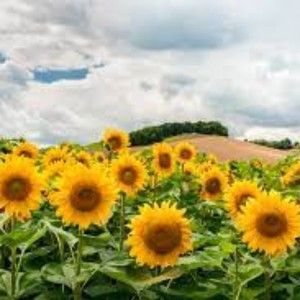 Meet your Posher, Amore